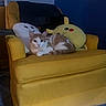 Astrid is registered to the contest to win money with this photo: animal, carpet, cat, comfort, cozy, cute, furniture, home, indoor, orange_and_white_cat, pet, pikachu, plush_pillow, plush_toy, relaxed, resting, room, smiling_pillow, soft_toys, yellow_armchair