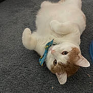Astrid joined the competition — help win amazing prizes! cat, pet, animal, feline, bow_tie, white_cat, orange_cat, carpet, indoor, cute, playful, lying_down, looking_up, fur, whiskers, ears, paws, domestic_animal, resting, cozy