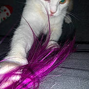 Astrid is registered to the contest to win money with this photo: animal, carpet, cat, claws, close_up, curious, domestic_cat, feather_toy, feline, flash, indoor, night, orange_cat, paw, pet, playful, purple_feather, toy, whiskers, white_cat