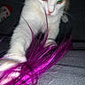 animal, carpet, cat, claws, close_up, curious, domestic_cat, feather_toy, feline, flash, indoor, night, orange_cat, paw, pet, playful, purple_feather, toy, whiskers, white_cat