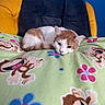 animal, black_chair_back, blanket, blue_wall, cartoon_monkeys, cat, chair, colorful, cozy, cute, feline, flowers, fur, indoor, orange_and_white_cat, patterned_blanket, pet, relaxed, resting, yellow_chair
