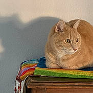 Willy is registered to the contest to win money with this photo: cat, ginger_cat, striped_towel, wooden_surface, shadow, wall, indoor, pet, animal, feline, resting, side_view, ears, eyes, calm, domestic, colorful, texture, quiet, light_shadow