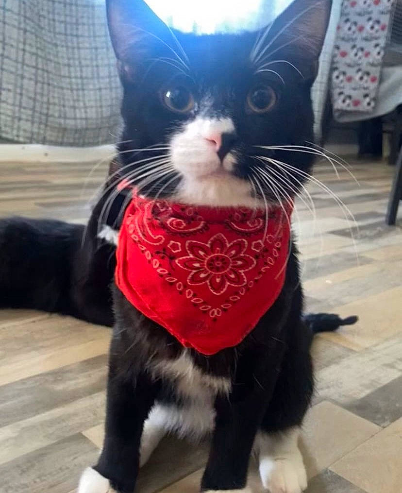 Stitch is registered to the contest to win money with this photo: black_cat, blue, carnivore, cat, claw, collar, comfort, companion_dog, domestic_short_haired_cat, felidae, flooring, foot, formal_wear, fur, pattern, paw, small_to_medium_sized_cats, snout, tail, whiskers