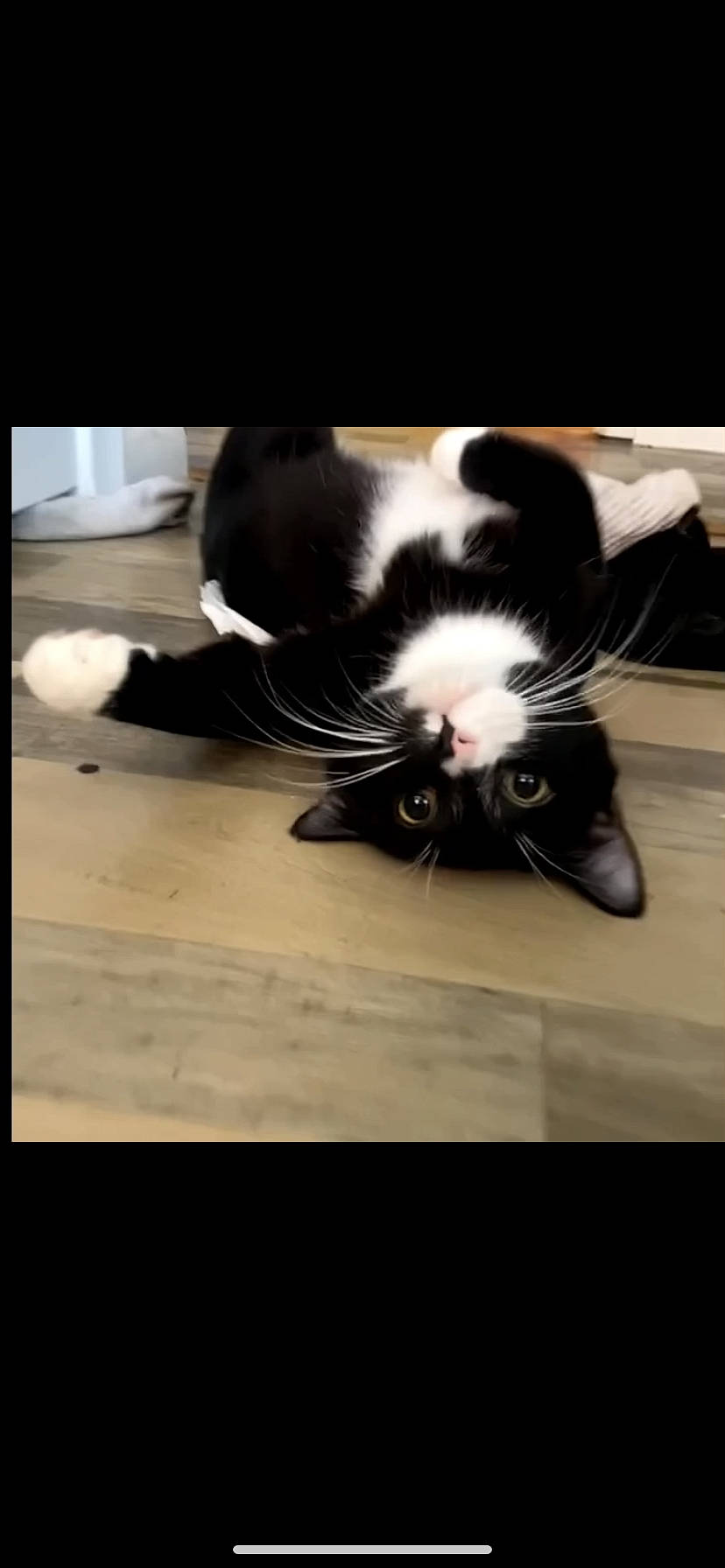 Stitch is registered to the contest to win money with this photo: black_cat, carnivore, cat, claw, cloud, comfort, domestic_short_haired_cat, felidae, floor, flooring, fur, hardwood, paw, photo_caption, sky, small_to_medium_sized_cats, snout, tail, whiskers, wood