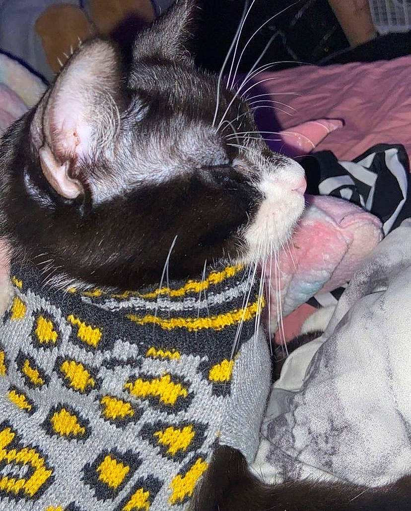 Stitch joined the competition — help win amazing prizes! black_cat, carnivore, cat, collar, comfort, companion_dog, dog_breed, fawn, felidae, foot, fur, grey, human_leg, paw, small_to_medium_sized_cats, snout, sporting_group, tail, whiskers, woolen