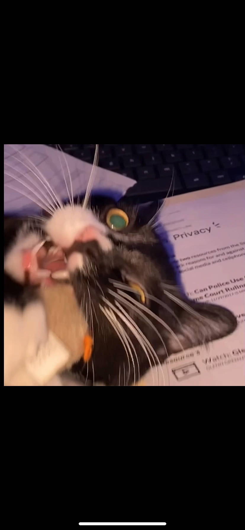 Stitch joined the competition — help win amazing prizes! carnivore, cat, cat_toy, claw, domestic_short_haired_cat, ear, eyelash, fang, felidae, fur, happy, head, jaw, organism, paw, photo_caption, small_to_medium_sized_cats, snout, tail, whiskers