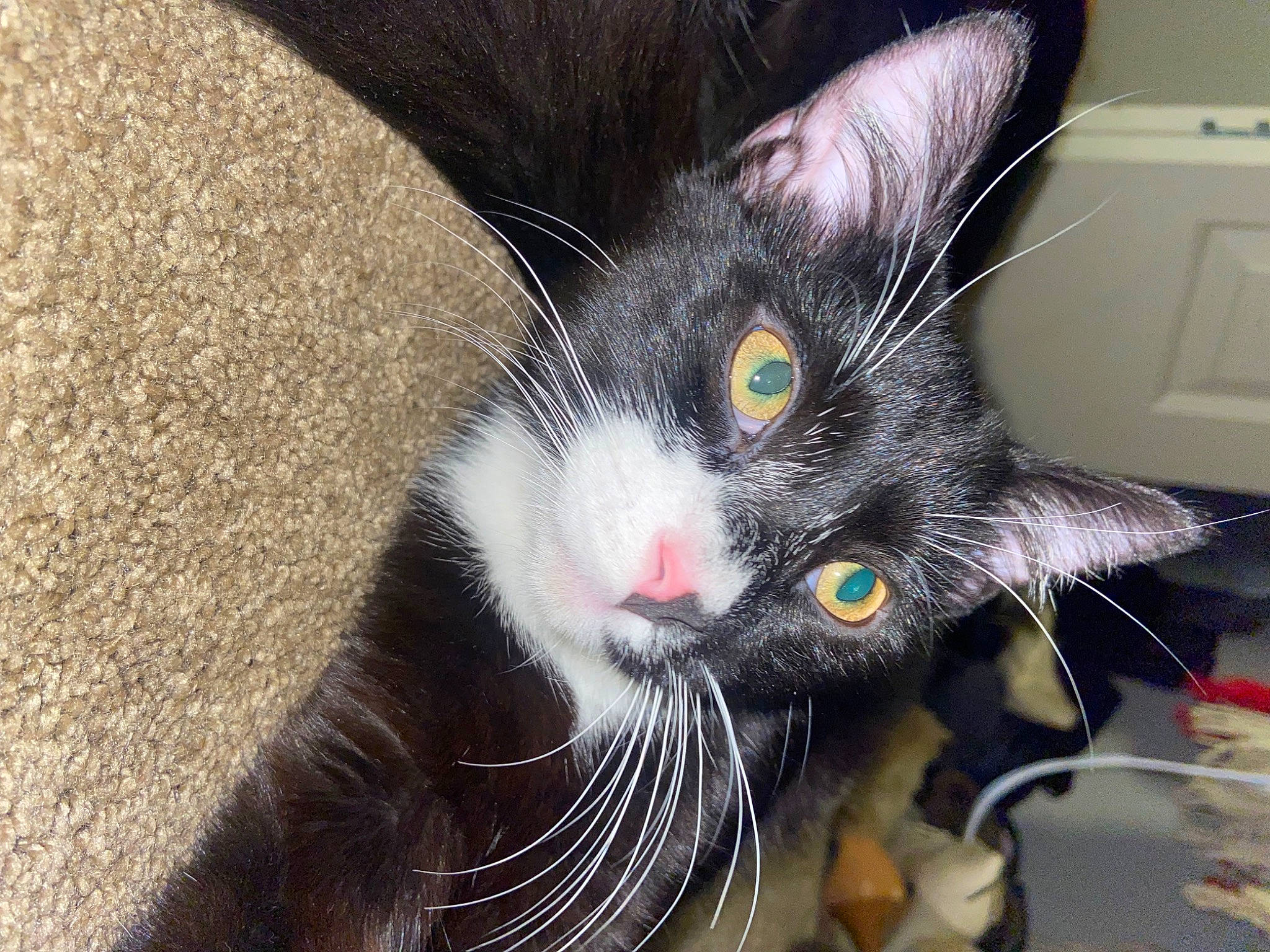 Stitch is registered to the contest to win money with this photo: black_cat, carnivore, cat, claw, domestic_short_haired_cat, ear, felidae, fur, head, home_appliance, kitchen_appliance, light_switch, paw, small_to_medium_sized_cats, snout, tail, wall_plate, whiskers