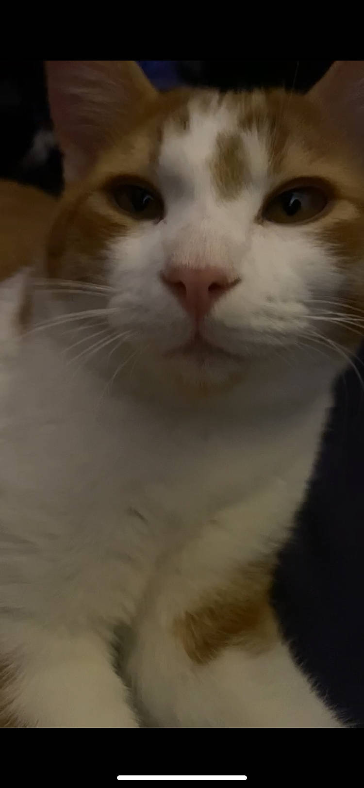 Bubba joined the competition — help win amazing prizes! carnivore, cat, domestic_short_haired_cat, ear, eyelash, felidae, fur, iris, small_to_medium_sized_cats, snout, terrestrial_animal, whiskers, window