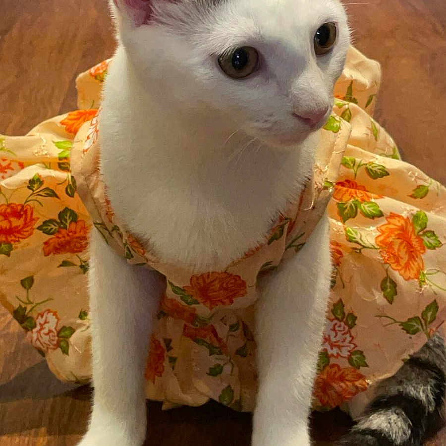Stella