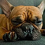 dog, french_bulldog, sleeping, close_up, paw, fur, wrinkles, relaxed, pet, indoor, resting, cozy, cute, animal, mammal, face, snout, ears, nose, canine