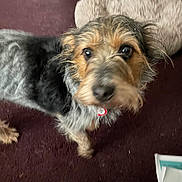 Otis joined the competition — help win amazing prizes! dog, pet, carpet, indoor, fur, collar, bed, animal, canine, looking_up, blurry, brown, black, white, curious, domestic, floor, household, mammal, companion