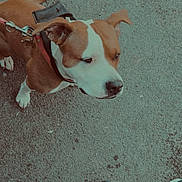 Shaina a rejoint le concours — aidez-le/la à gagner de superbes lots ! dog, dogs, brown_and_white, pit_bull_type, pet, collar, leash, standing, looking_up, outdoor, pavement, concrete, shoes, sneakers, person, street, close_up, portrait, animal, funny_expression