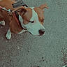 dog, dogs, brown_and_white, pit_bull_type, pet, collar, leash, standing, looking_up, outdoor, pavement, concrete, shoes, sneakers, person, street, close_up, portrait, animal, funny_expression