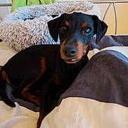 Bob participe au concours pour gagner de l'argent avec cette photo : animal, bed, black, blanket, brown, canine, comfort, cozy, curious, dog, ears, fur, furniture, head, indoors, lying_down, pet_bed, resting, small_dog, soft_texture