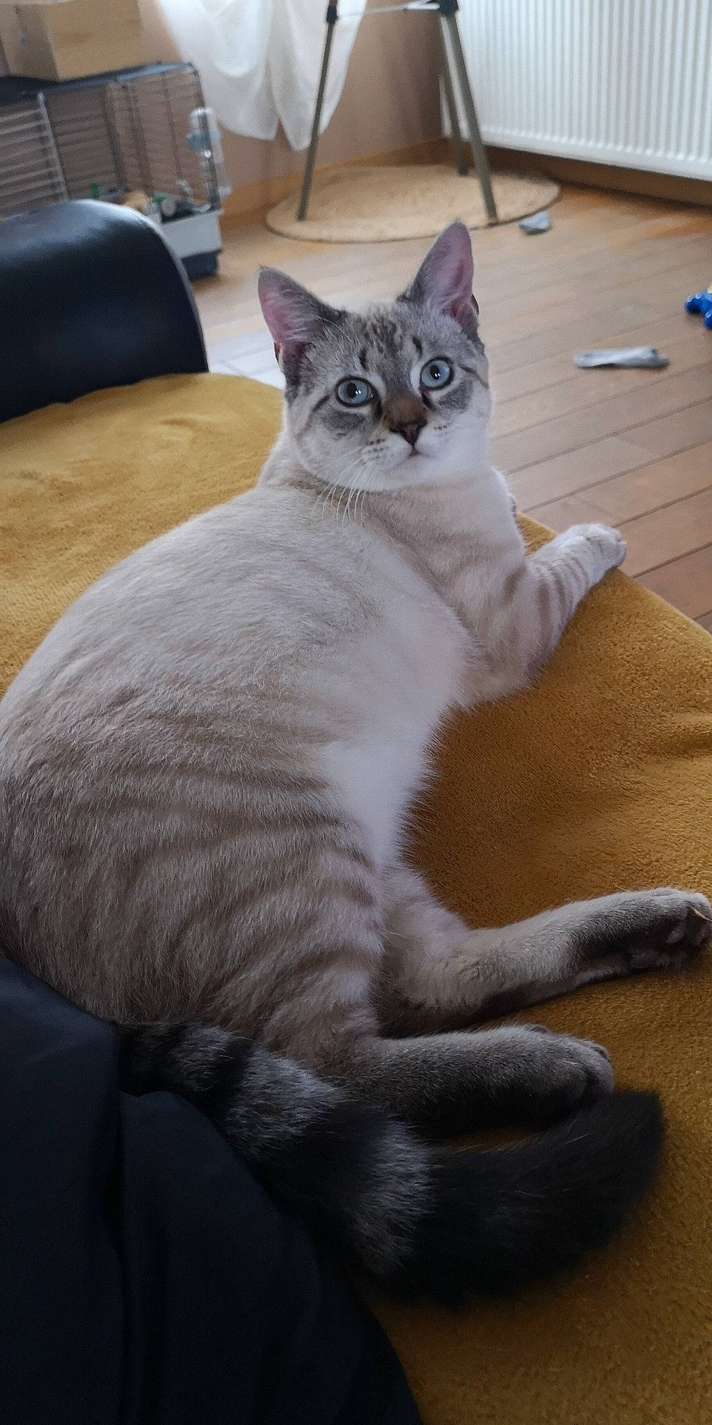 Mimi a rejoint le concours — aidez-le/la à gagner de superbes lots ! carnivore, cat, claw, comfort, domestic_short_haired_cat, fawn, felidae, flooring, fur, grey, hardwood, nap, paw, sitting, small_to_medium_sized_cats, snout, tail, terrestrial_animal, whiskers