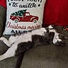 animal, belly_up, cat, christmas, couch, furniture, gray_and_white, green_eyes, holiday, home_decor, indoor, living_room, lying_down, pet, pillow, portrait, relaxed, sofa, tail, whiskers