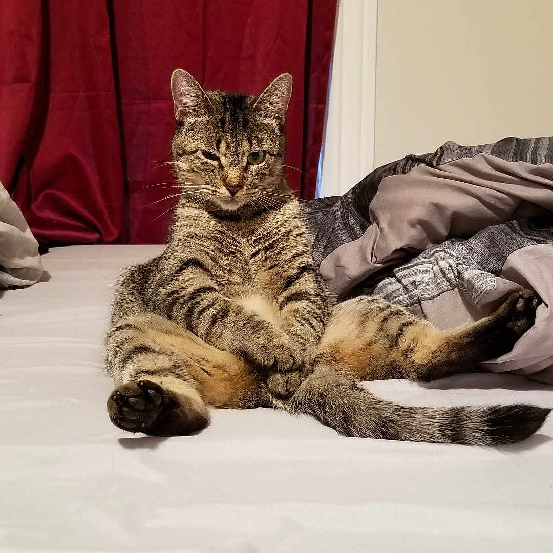 Nico
