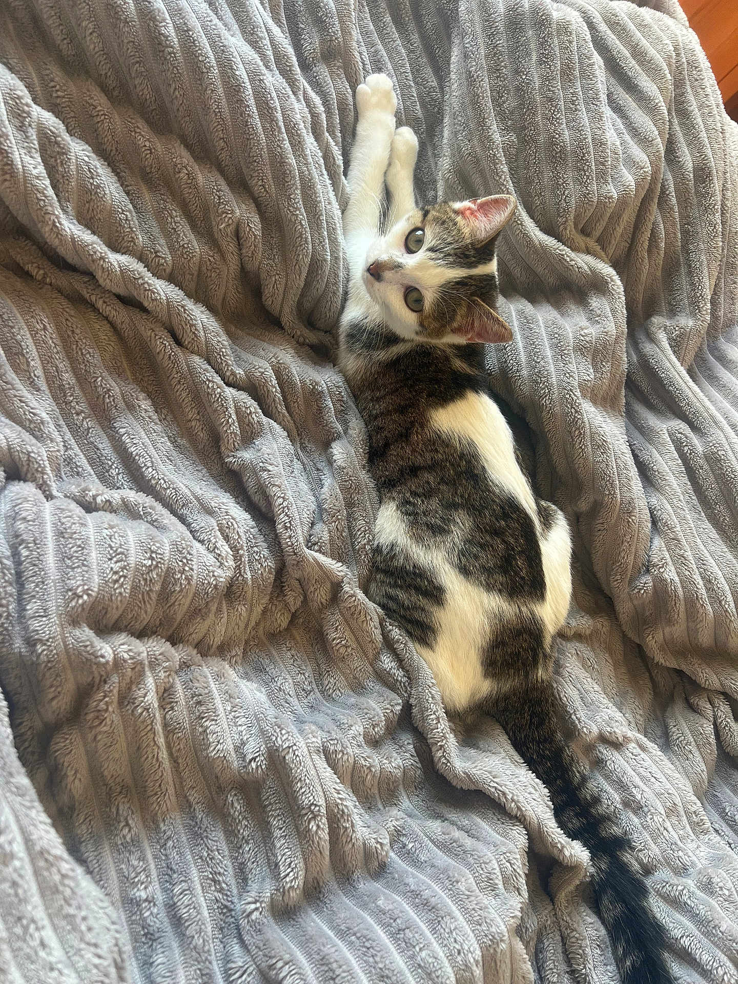 Saphira a rejoint le concours — aidez-le/la à gagner de superbes lots ! cat, tabby, white, pet, animal, feline, curious, stretching, blanket, soft, texture, indoor, cute, resting, fur, whiskers, ears, tail, relaxed, cozy