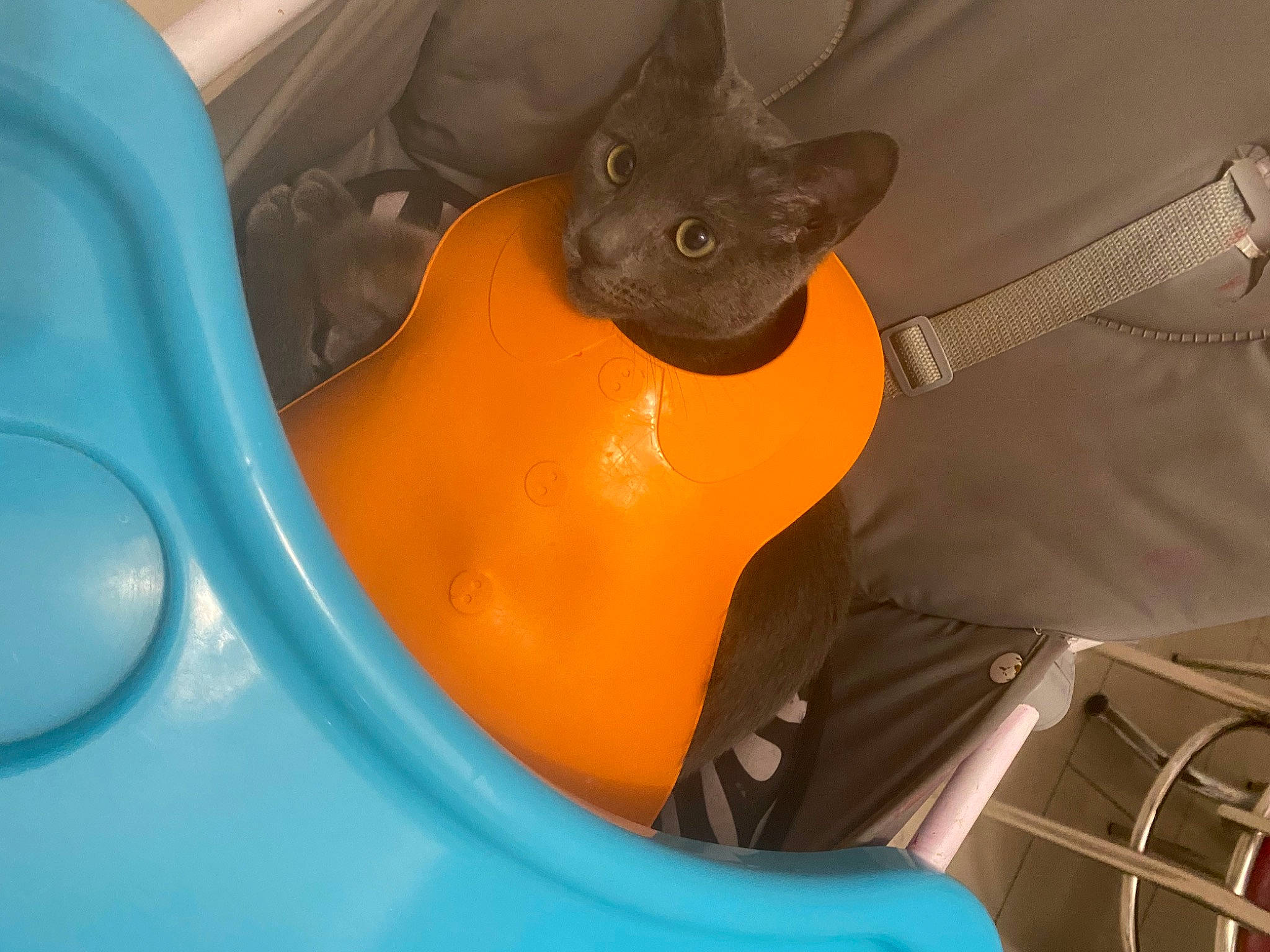 Booba participe au concours pour gagner de l'argent avec cette photo : auto_part, automotive_design, automotive_exterior, automotive_lighting, bumper, carnivore, cat, circle, comfort, electric_blue, felidae, motor_vehicle, personal_protective_equipment, plastic, small_to_medium_sized_cats, tail, vehicle, vehicle_door, whiskers