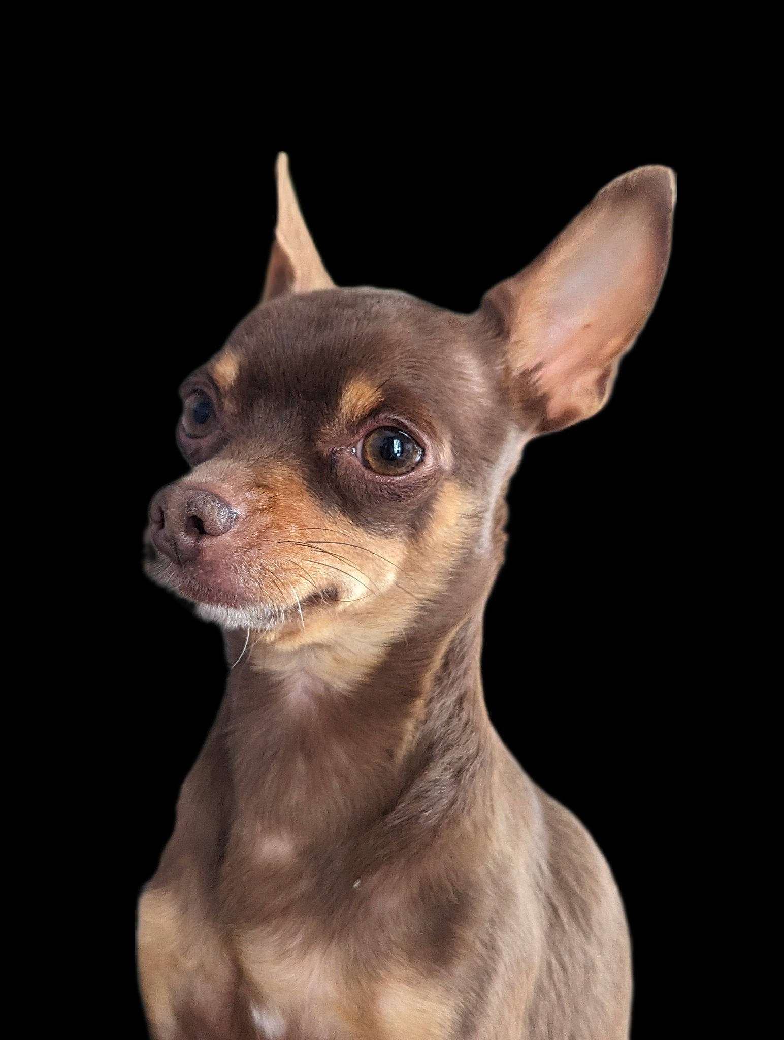 Sacha a rejoint le concours — aidez-le/la à gagner de superbes lots ! canidae, carnivore, companion_dog, dog, dog_breed, ear, fawn, fur, snout, terrestrial_animal, toy_dog, whiskers