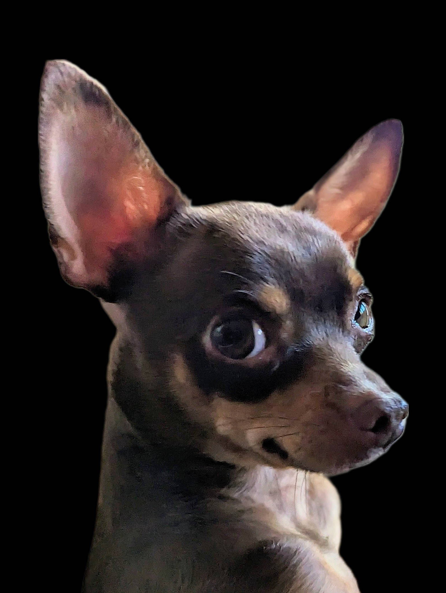 Sacha a rejoint le concours — aidez-le/la à gagner de superbes lots ! canidae, carmine, carnivore, chihuahua, companion_dog, corgi_chihuahua, dog, dog_breed, ear, fawn, fur, jaw, non_sporting_group, snout, terrestrial_animal, toy_dog, whiskers, working_animal