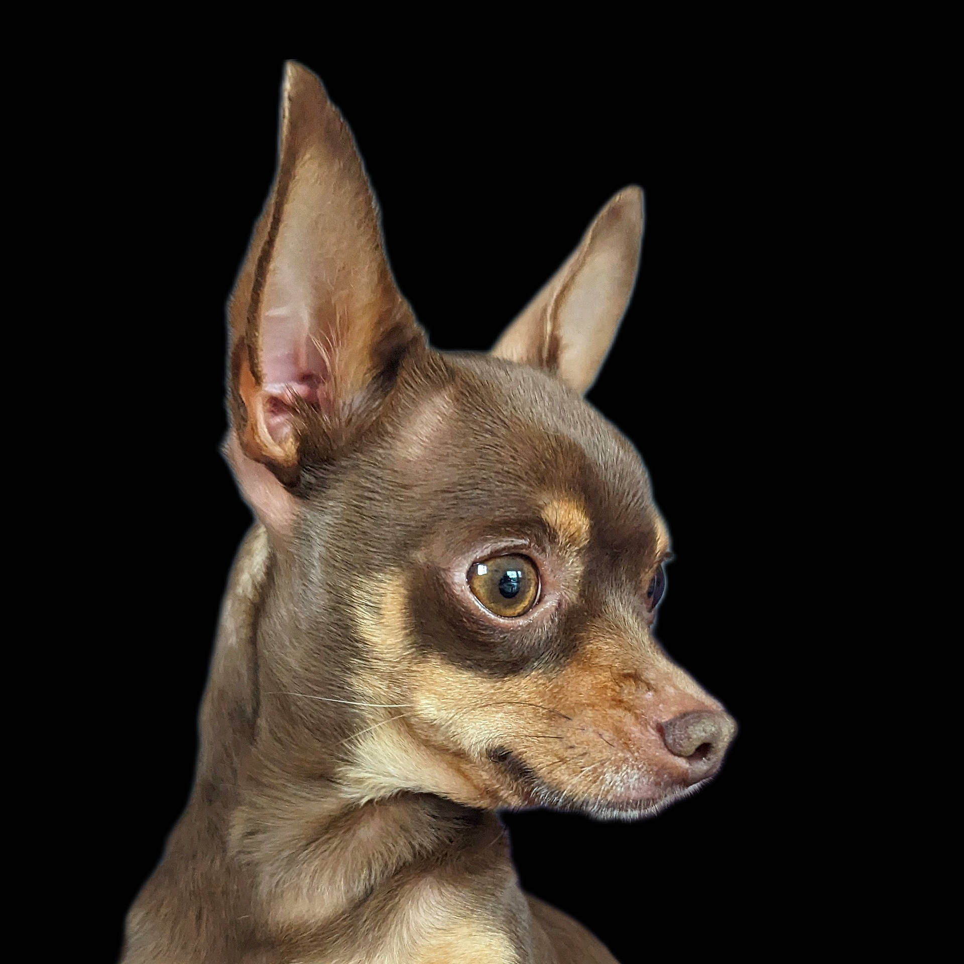 Sacha participe au concours pour gagner de l'argent avec cette photo : canidae, carnivore, chihuahua, companion_dog, corgi_chihuahua, devon_rex, dog, dog_breed, ear, fawn, felidae, fennec_fox, fur, small_to_medium_sized_cats, snout, terrestrial_animal, toy_dog, whiskers, wildlife, working_animal