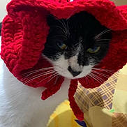 Ebony is registered to the contest to win money with this photo: animal, black_and_white, cat, close_up, cozy, cute, domestic_cat, ears, fabric, feline, headwear, indoor, knitted_hat, pattern, pet, portrait, red_hat, textile, whiskers, yellow_background