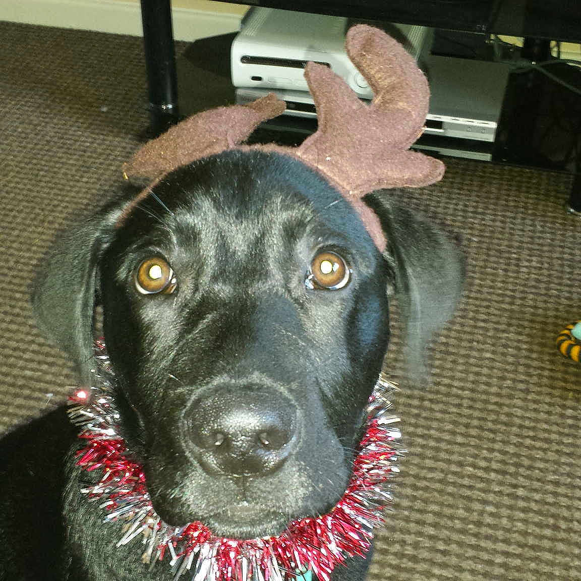 Dexter is registered to the contest to win money with this photo: