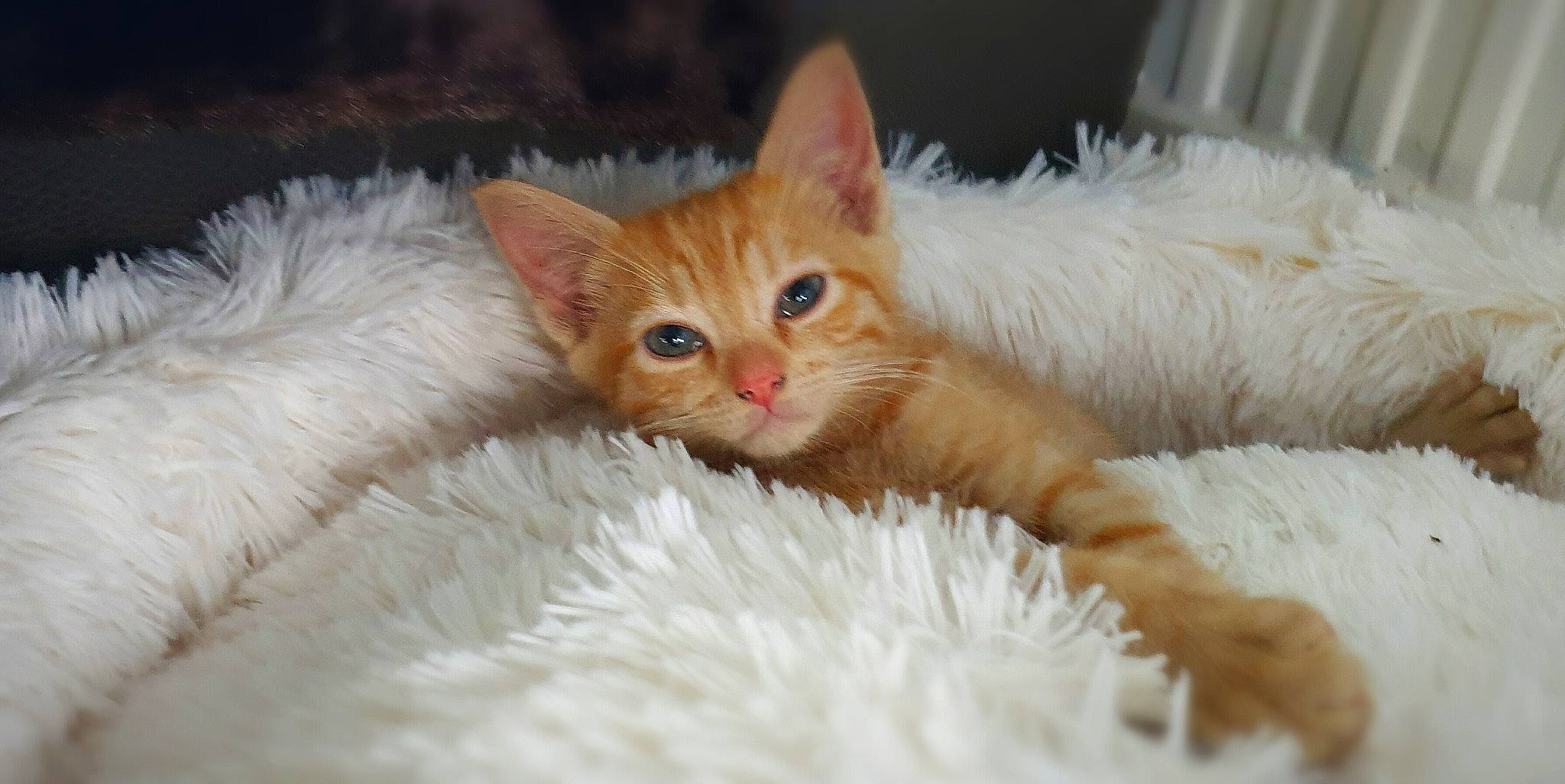 Harry participe au concours pour gagner de l'argent avec cette photo : ball, bed, bed_sheet, carnivore, cat, cat_bed, claw, comfort, couch, domestic_short_haired_cat, eye, fawn, felidae, fur, nap, paw, small_to_medium_sized_cats, snout, tail, whiskers