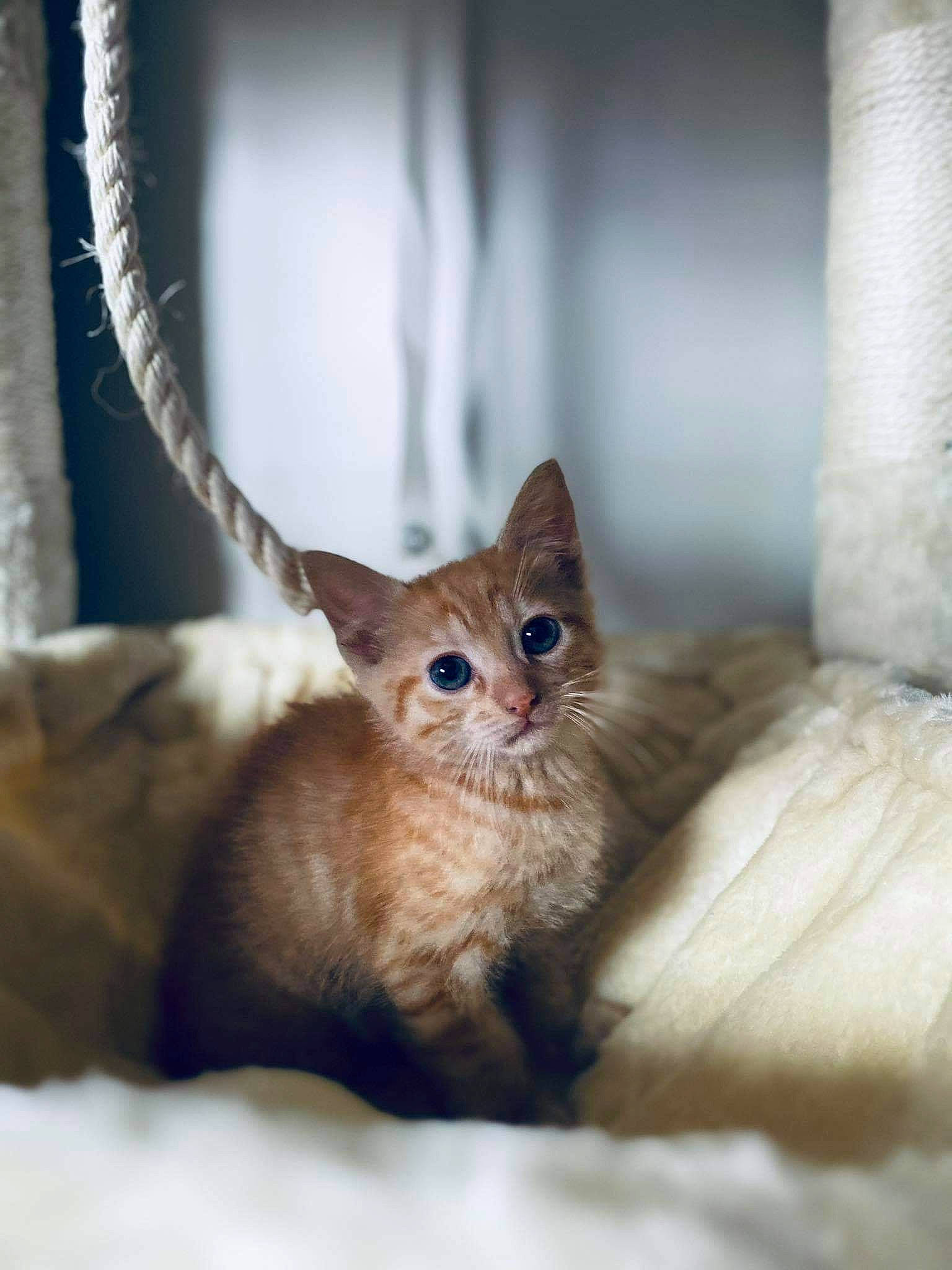 Harry a rejoint le concours — aidez-le/la à gagner de superbes lots ! carnivore, cat, comfort, domestic_short_haired_cat, ear, eye, fawn, felidae, fur, hair, head, iris, small_to_medium_sized_cats, snout, tail, terrestrial_animal, tree, whiskers, window, wood