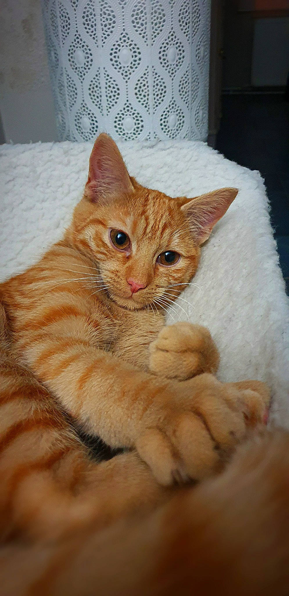 Harry participe au concours pour gagner de l'argent avec cette photo : carnivore, cat, claw, comfort, domestic_short_haired_cat, fawn, felidae, fur, paw, peach, small_to_medium_sized_cats, snout, tail, terrestrial_animal, whiskers, window