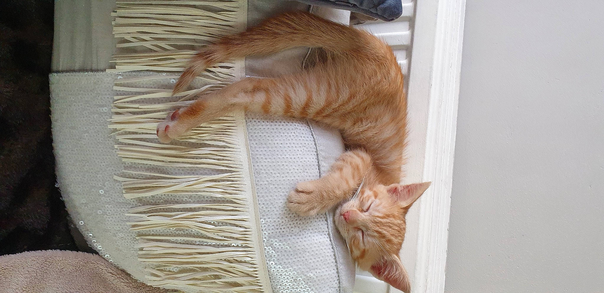 Harry participe au concours pour gagner de l'argent avec cette photo : carnivore, cat, cat_supply, claw, comfort, domestic_short_haired_cat, fawn, felidae, fur, linens, mammal, paw, pet_supply, small_to_medium_sized_cats, snout, tail, thread, whiskers, wood, wool