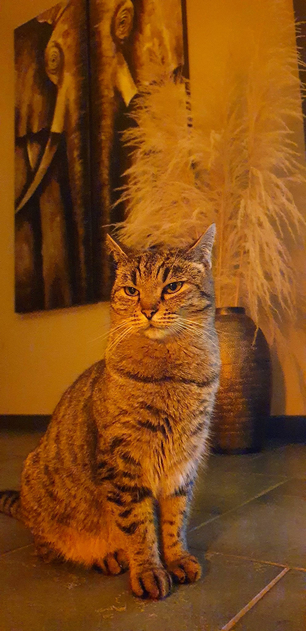 Tchoun a rejoint le concours — aidez-le/la à gagner de superbes lots ! carnivore, cat, domestic_short_haired_cat, fawn, felidae, flooring, fur, picture_frame, small_to_medium_sized_cats, snout, tail, terrestrial_animal, tree, whiskers, wildlife, wood