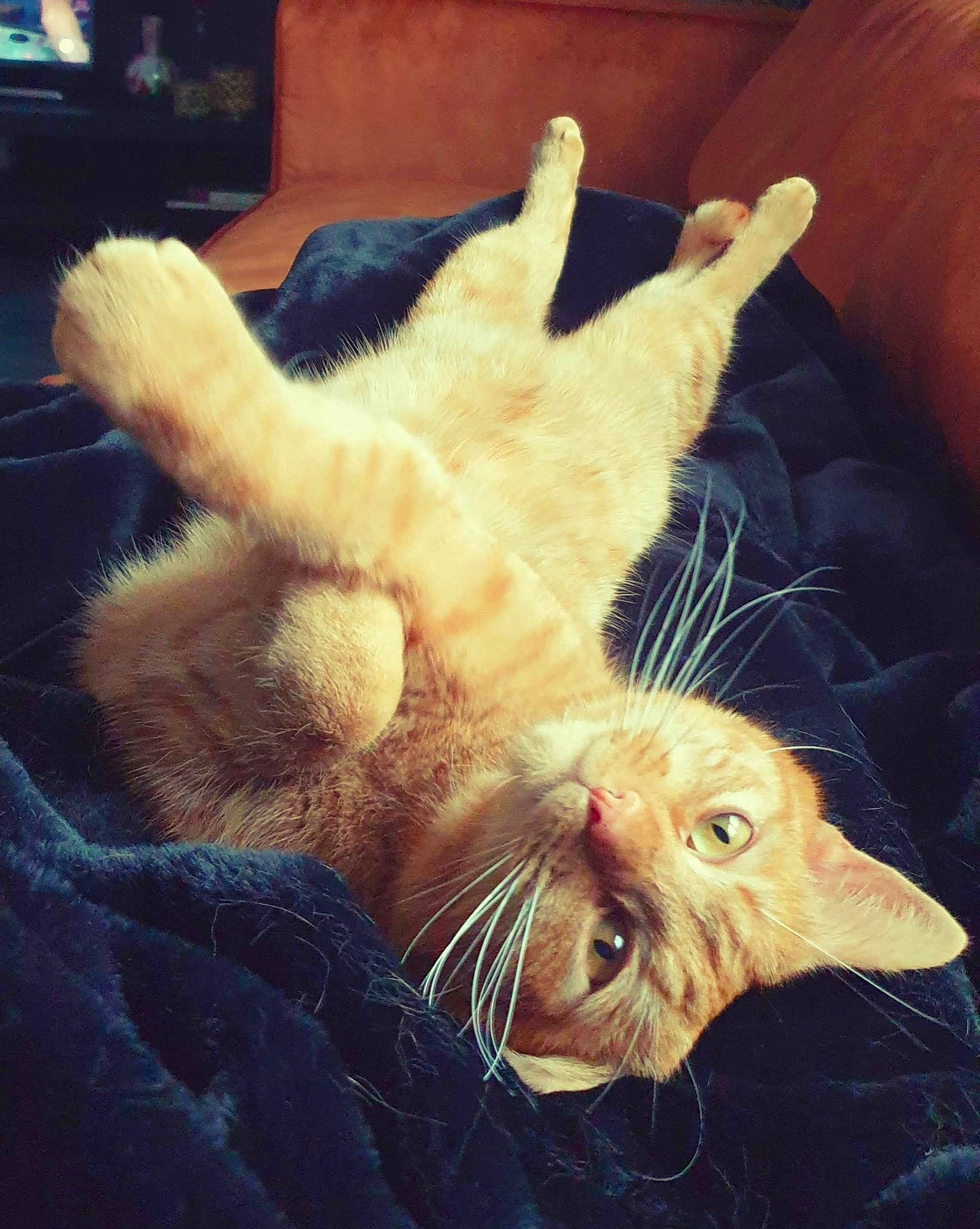 Harry participe au concours pour gagner de l'argent avec cette photo : carnivore, cat, claw, cloud, comfort, domestic_short_haired_cat, ear, eye, fawn, felidae, foot, fur, gesture, human_leg, paw, sky, small_to_medium_sized_cats, snout, tail, whiskers