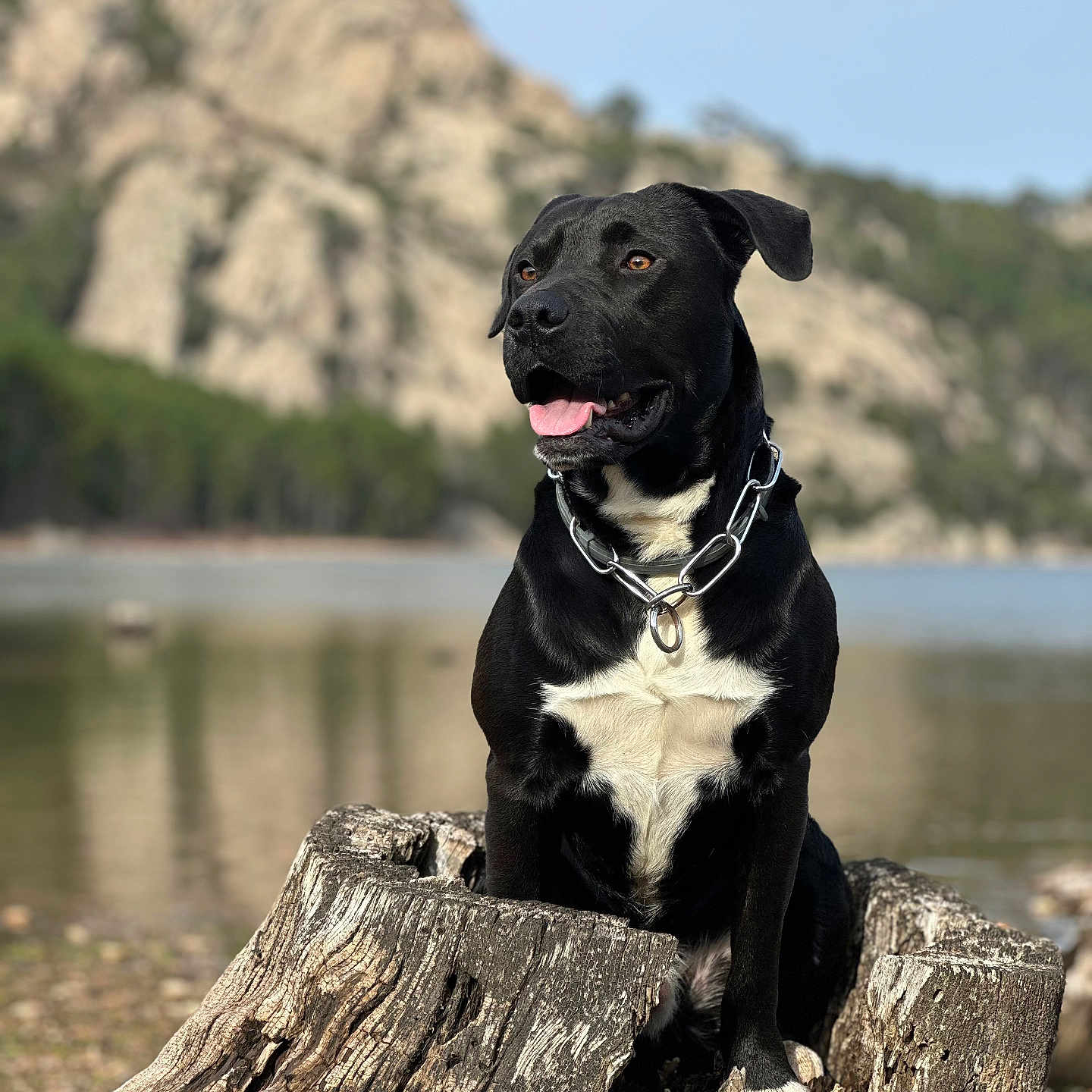 Draka a rejoint le concours — aidez-le/la à gagner de superbes lots ! accessories, animal, bulldog, canine, dog, driftwood, hound, labradorretriever, leash, pet, pitbull, plant, pointer, puppy, rock, strap, tree, treestump, treetrunk, wood