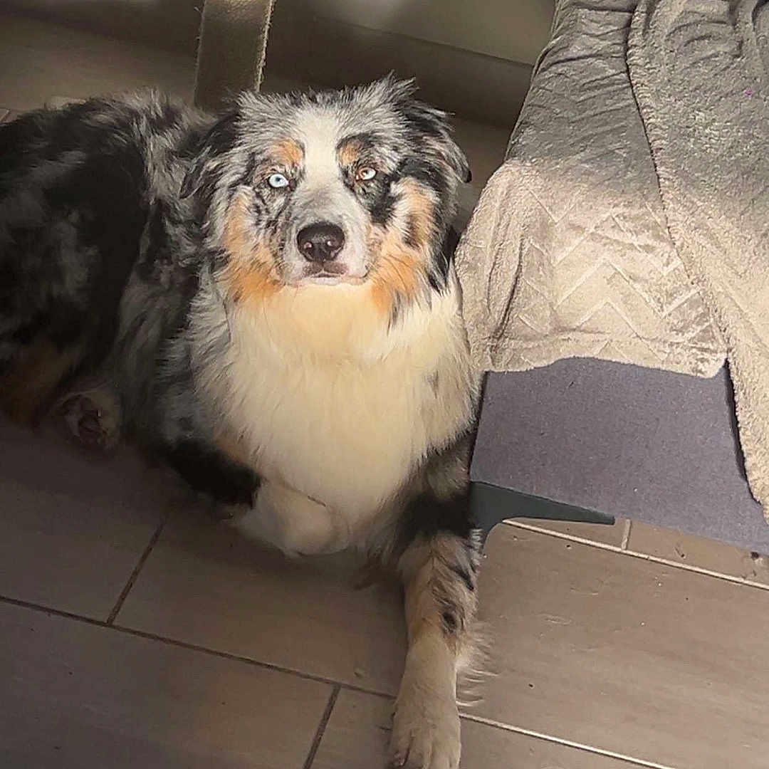 Joy participe au concours pour gagner de l'argent avec cette photo : dog, cat, australian_shepherd, tabby_cat, cat_tree, indoor, sunlight, floor, tile, pet, animal, resting, sleeping, fur, cozy, home, furniture, blanket, relaxing, domestic