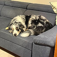 Joy participe au concours pour gagner de l'argent avec cette photo : dog, sleeping, couch, sofa, gray, furniture, indoor, pet, fur, resting, cozy, comfortable, living_room, domestic, canine, animal, cute, relaxing, house, home