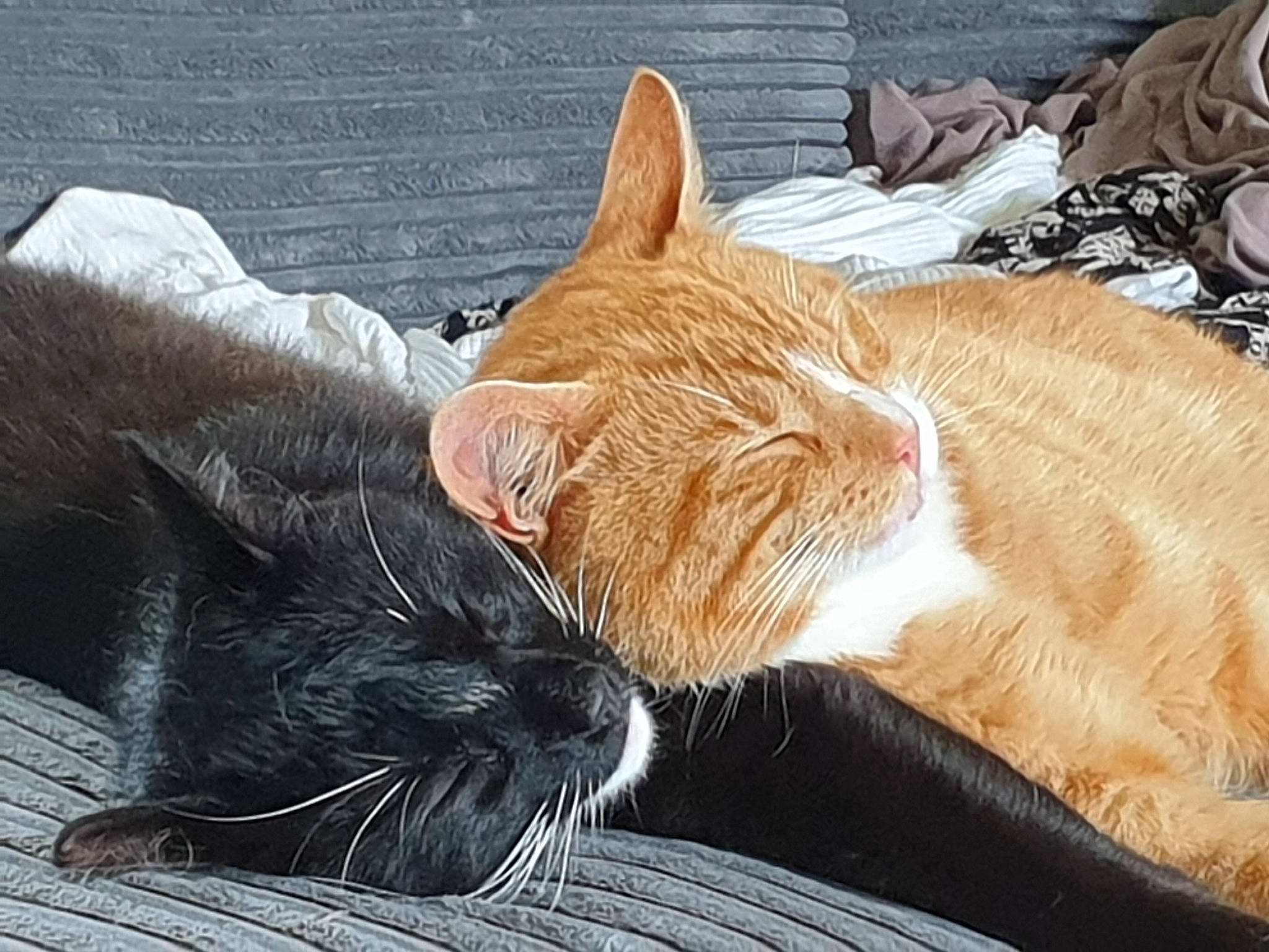 Biscuit And Dodger is registered to the contest to win money with this photo: carnivore, cat, claw, comfort, domestic_short_haired_cat, ear, eye, fawn, felidae, foot, fur, gesture, human_leg, lap, paw, small_to_medium_sized_cats, snout, tail, whiskers, window