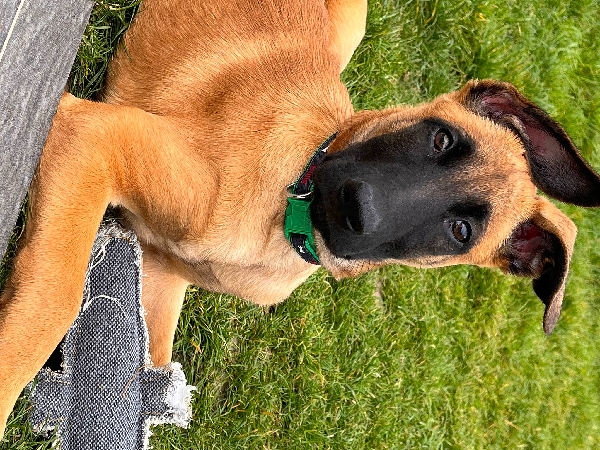 Ryu participe au concours pour gagner de l'argent avec cette photo : canidae, carnivore, collar, companion_dog, dog, dog_breed, dog_collar, dog_supply, fawn, grass, guard_dog, hound, hunting_dog, liver, snout, sporting_group, whiskers, wildlife, working_animal, working_dog