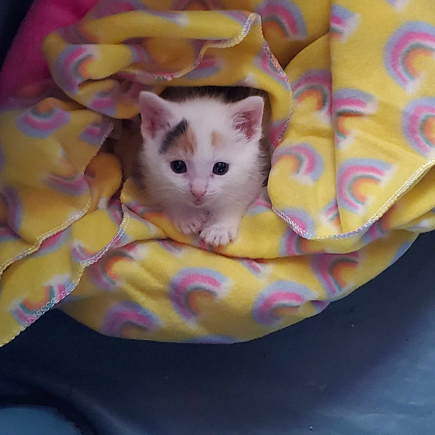 Pixie joined the competition — help win amazing prizes! abyssinian, angora, animal, bed, blanket, cat, cushion, face, ferret, furniture, head, homedecor, kitten, laundry, manx, person, pet, quilt, siamese, towel