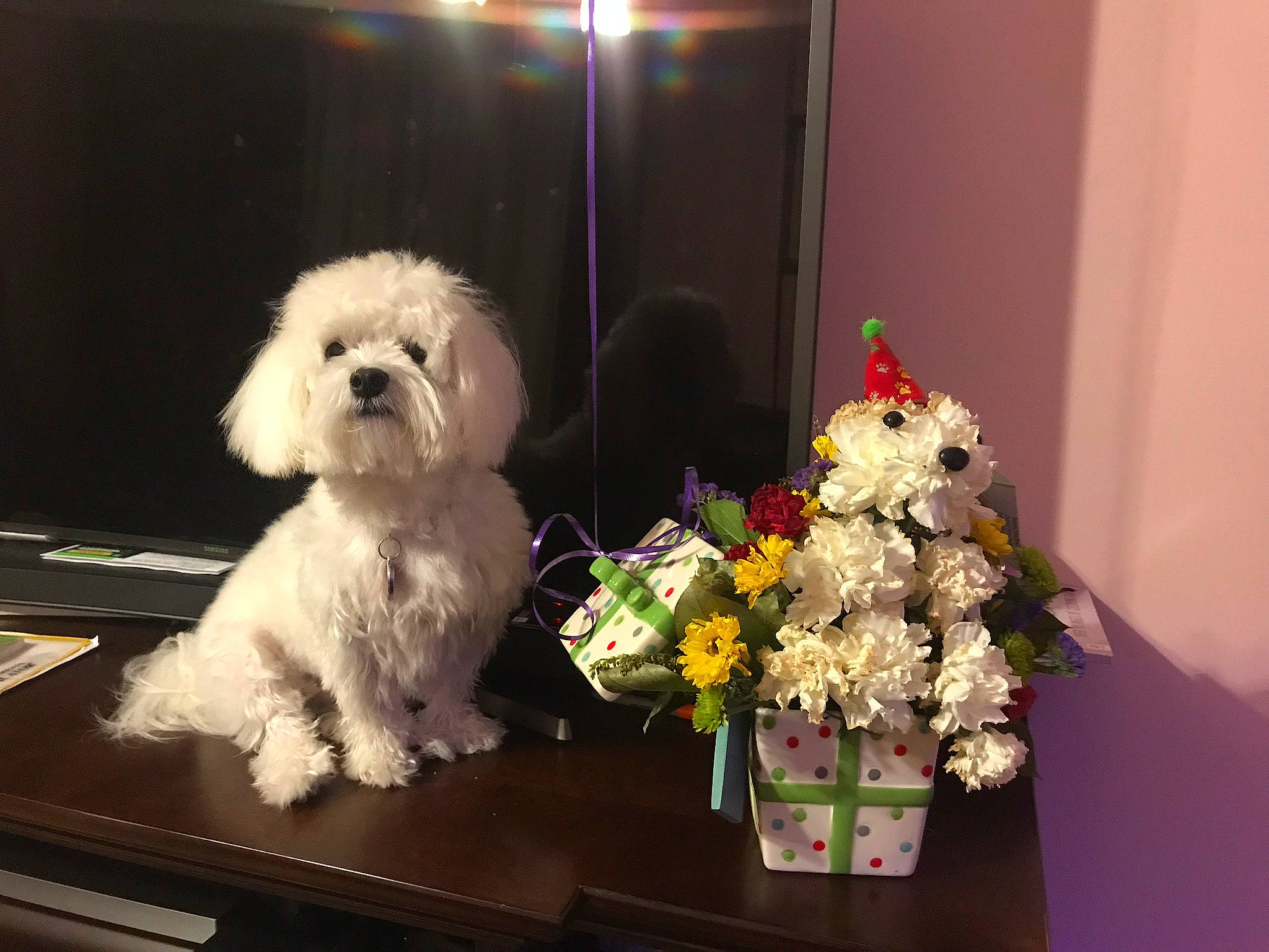 Bunny joined the competition — help win amazing prizes! bichon, bolognese, bolonka, canidae, carnivore, companion_dog, dog, dog_breed, maltepoo, maltese, mammal, morkie, non_sporting_group, puppy, puppy_love, shih_tzu, snout, toy_dog, toy_poodle, vertebrate