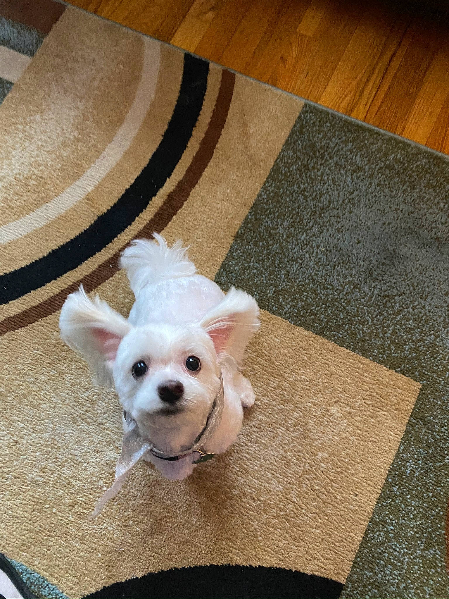 Bunny is registered to the contest to win money with this photo: canidae, carnivore, companion_dog, dog, dog_breed, dog_clothes, fawn, floor, flooring, maltese, mammal, non_sporting_group, puppy, snout, toy_dog, vertebrate