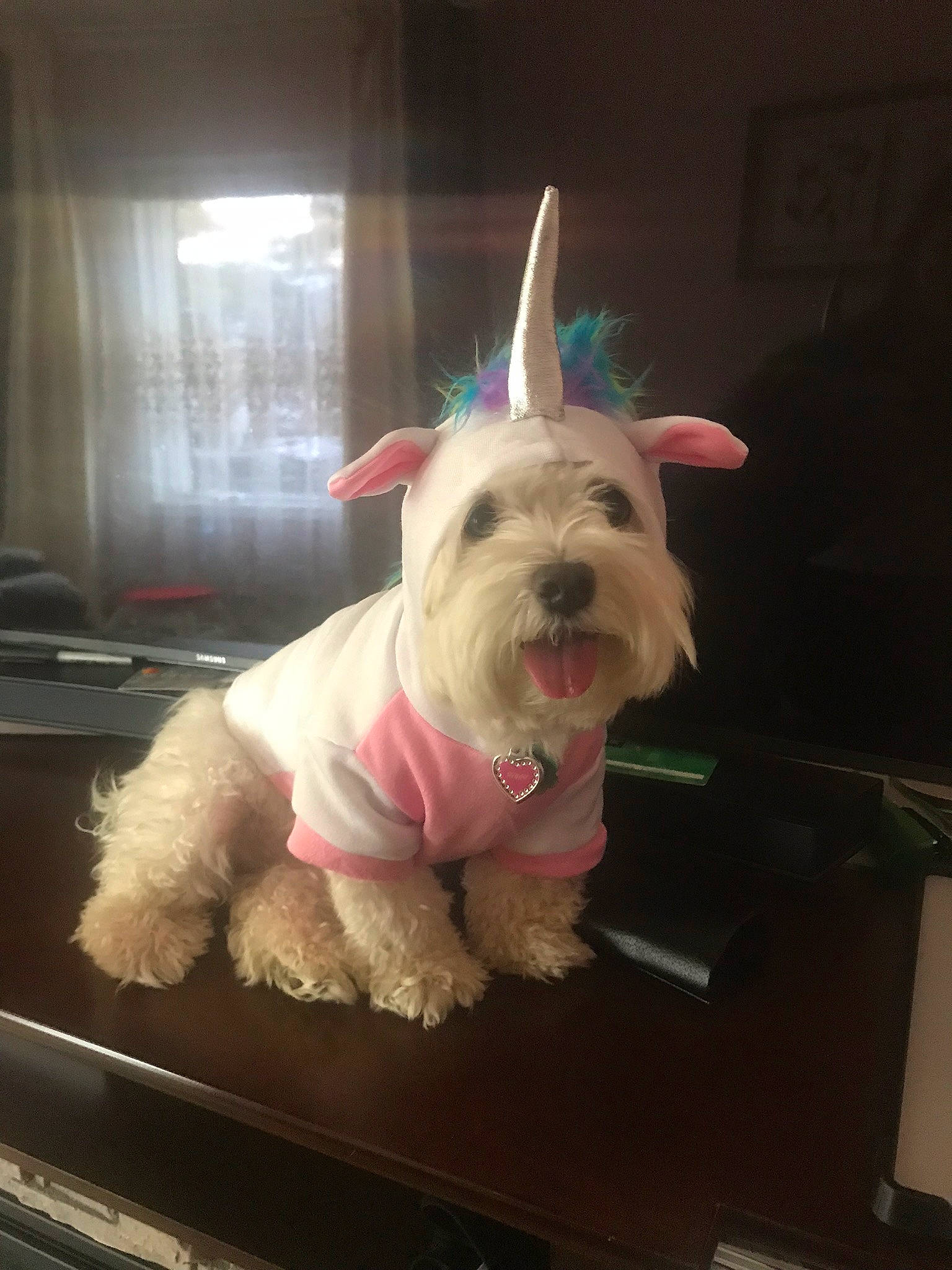 Bunny is registered to the contest to win money with this photo: canidae, carnivore, companion_dog, dog, dog_breed, ear, fur, irish_soft_coated_wheaten_terrier, mammal, miniature_schnauzer, non_sporting_group, rare_breed_dog, schnauzer, sealyham_terrier, small_terrier, snout, standard_schnauzer, terrier, toy_dog, west_highland_white_terrier