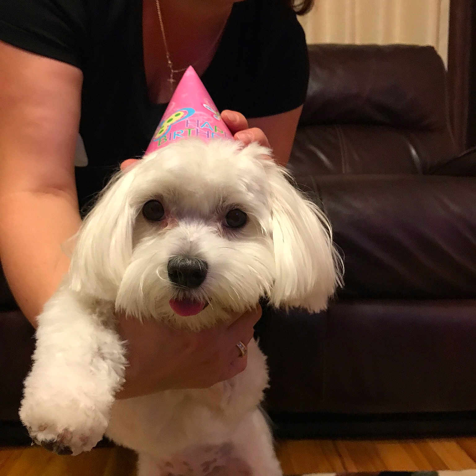 Bunny joined the competition — help win amazing prizes! bichon, bolonka, canidae, carnivore, companion_dog, dog, dog_breed, head, maltepoo, maltese, mammal, miniature_poodle, pink, puppy, puppy_love, schnoodle, shih_tzu, skin, toy_poodle, vertebrate
