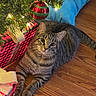 animal, cat, christmas_ornament, christmas_tree, cozy, cushion, cute, decorations, feline, festive, gift_box, holiday, indoor, lights, pet, relaxed, ribbon, striped, tabby_cat, wooden_floor