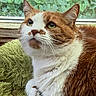 cat, orange_cat, white_cat, feline, pet, indoor, green_blanket, window, leaves, plant, fur, whiskers, relaxed, resting, closeup, animal, cute, domestic_cat, looking_up, cozy