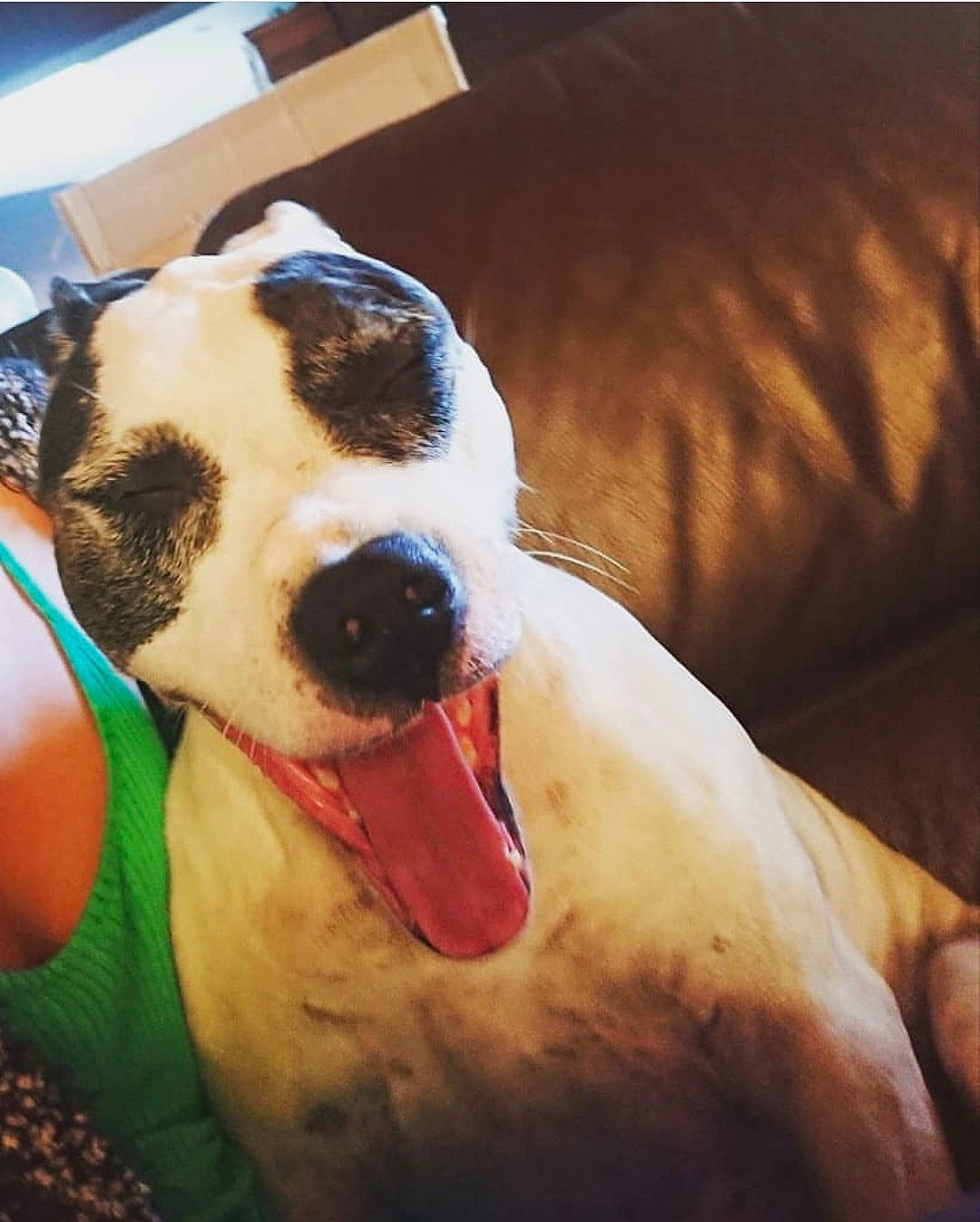 Hailie participe au concours pour gagner de l'argent avec cette photo : canidae, carnivore, cool, dog, dog_breed, ear, facial_expression, fawn, head, jack_russell_terrier, love, mammal, non_sporting_group, nose, pit_bull, puppy_love, snout, sporting_group, whippet