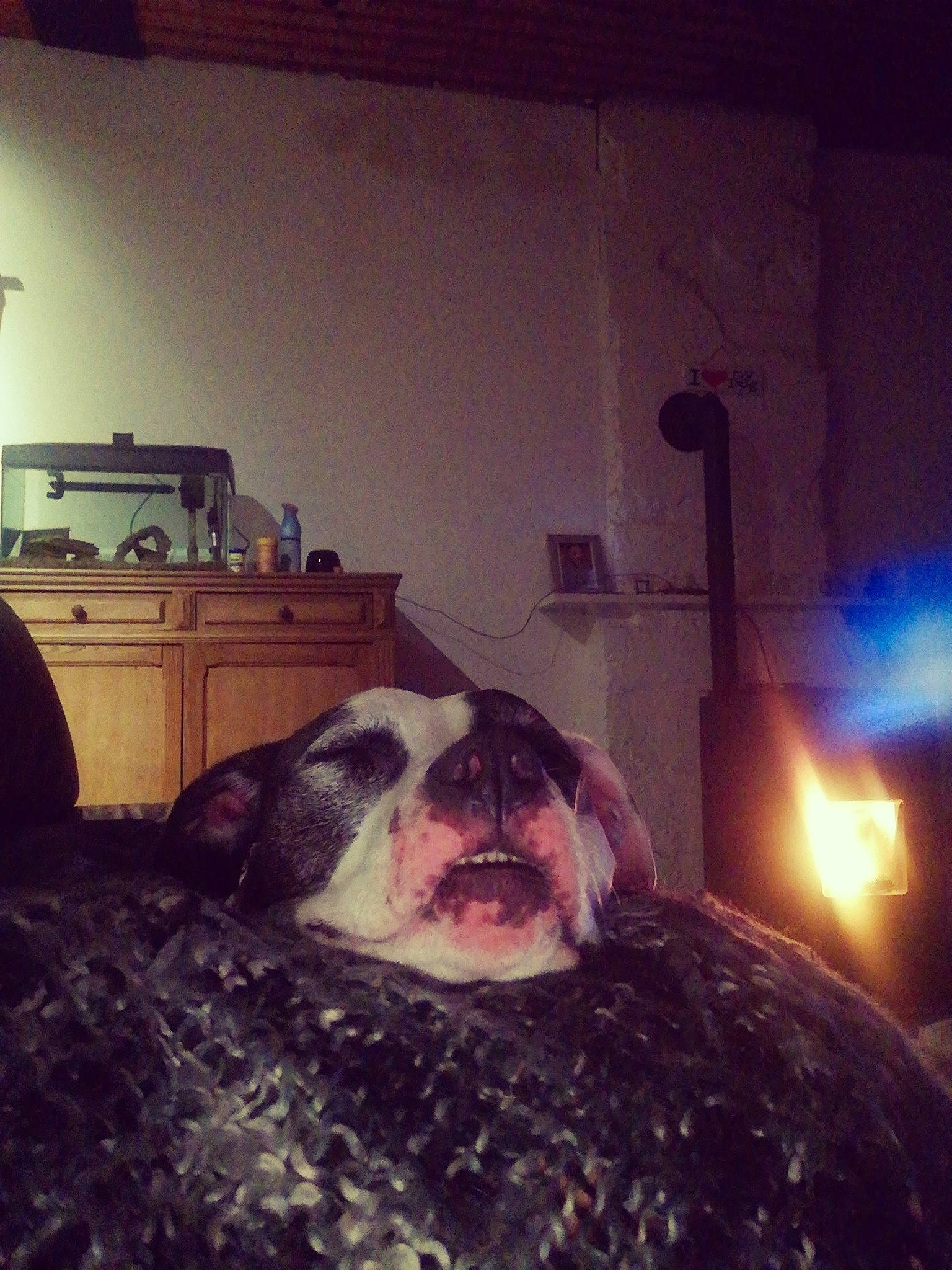 Hailie a rejoint le concours — aidez-le/la à gagner de superbes lots ! beard, boston_terrier, canidae, carnivore, dog, ear, eye, facial_hair, fawn, jaw, night, non_sporting_group, selfie, sky, snout