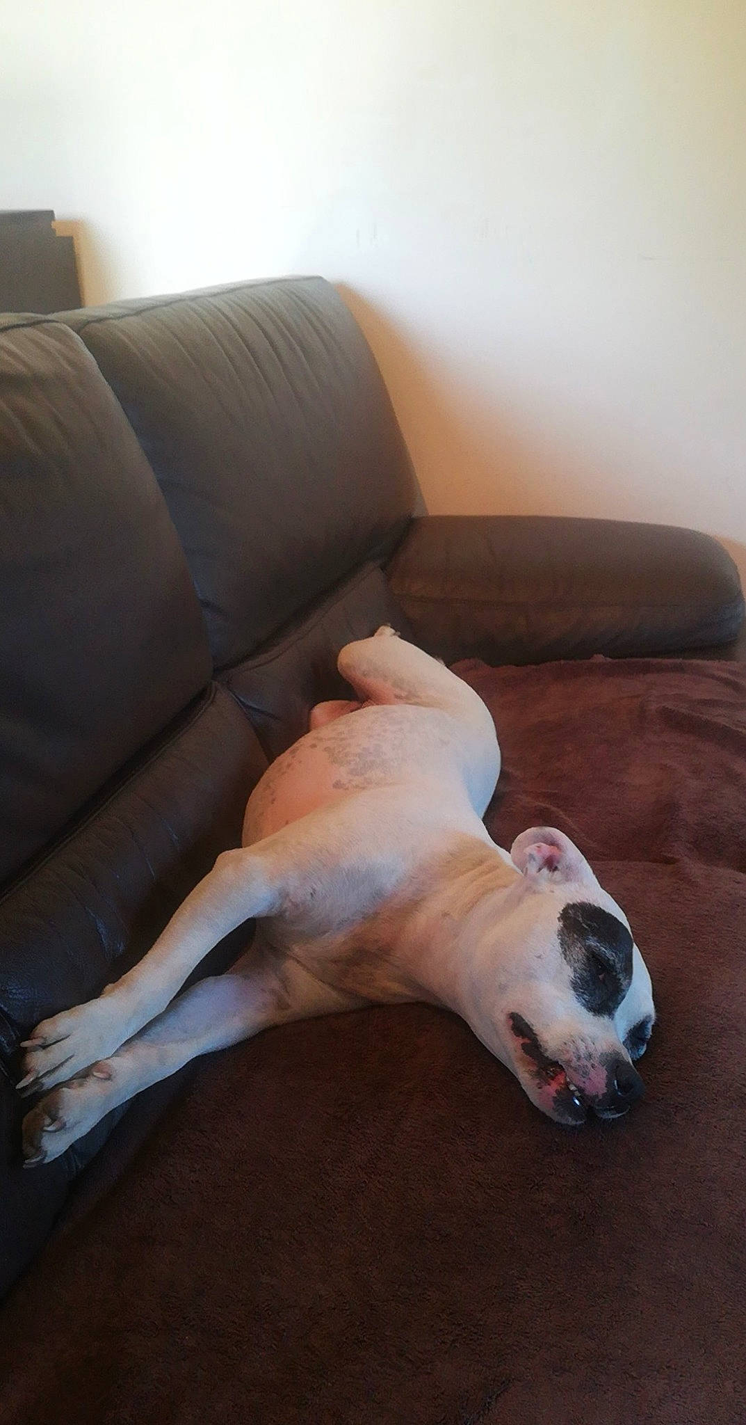 Hailie a rejoint le concours — aidez-le/la à gagner de superbes lots ! american_bulldog, bulldog, canidae, carnivore, companion_dog, dog, dog_breed, dogo_argentino, fawn, non_sporting_group, old_english_bulldog, olde_english_bulldogge, paw, snout, tail, valley_bulldog