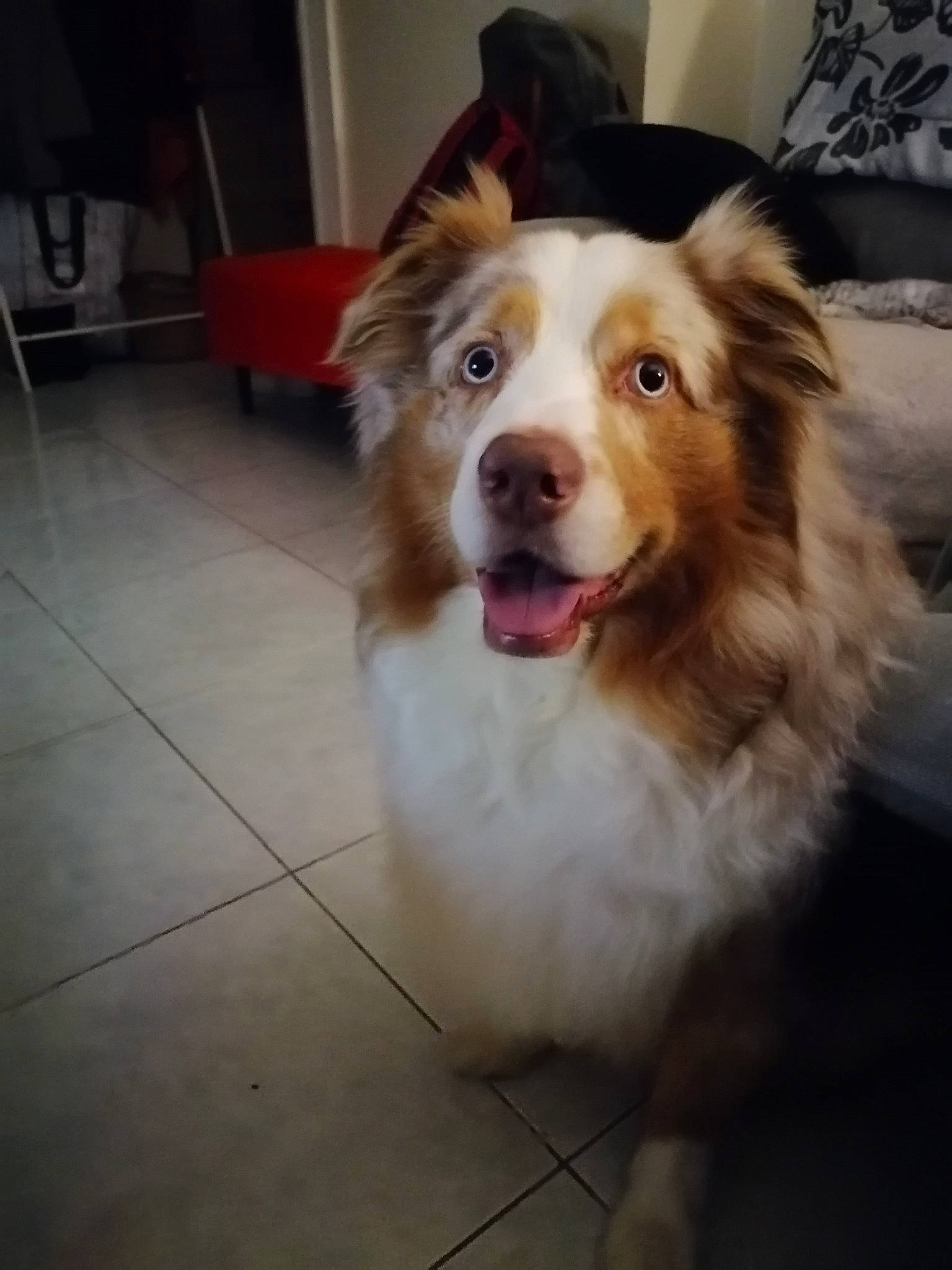 Poky a rejoint le concours — aidez-le/la à gagner de superbes lots ! canidae, carnivore, companion_dog, dog, dog_breed, fang, flooring, fur, happy, pillow, puppy, smile, snout, sporting_group, tile_flooring, toy_dog, whiskers, working_animal, working_dog